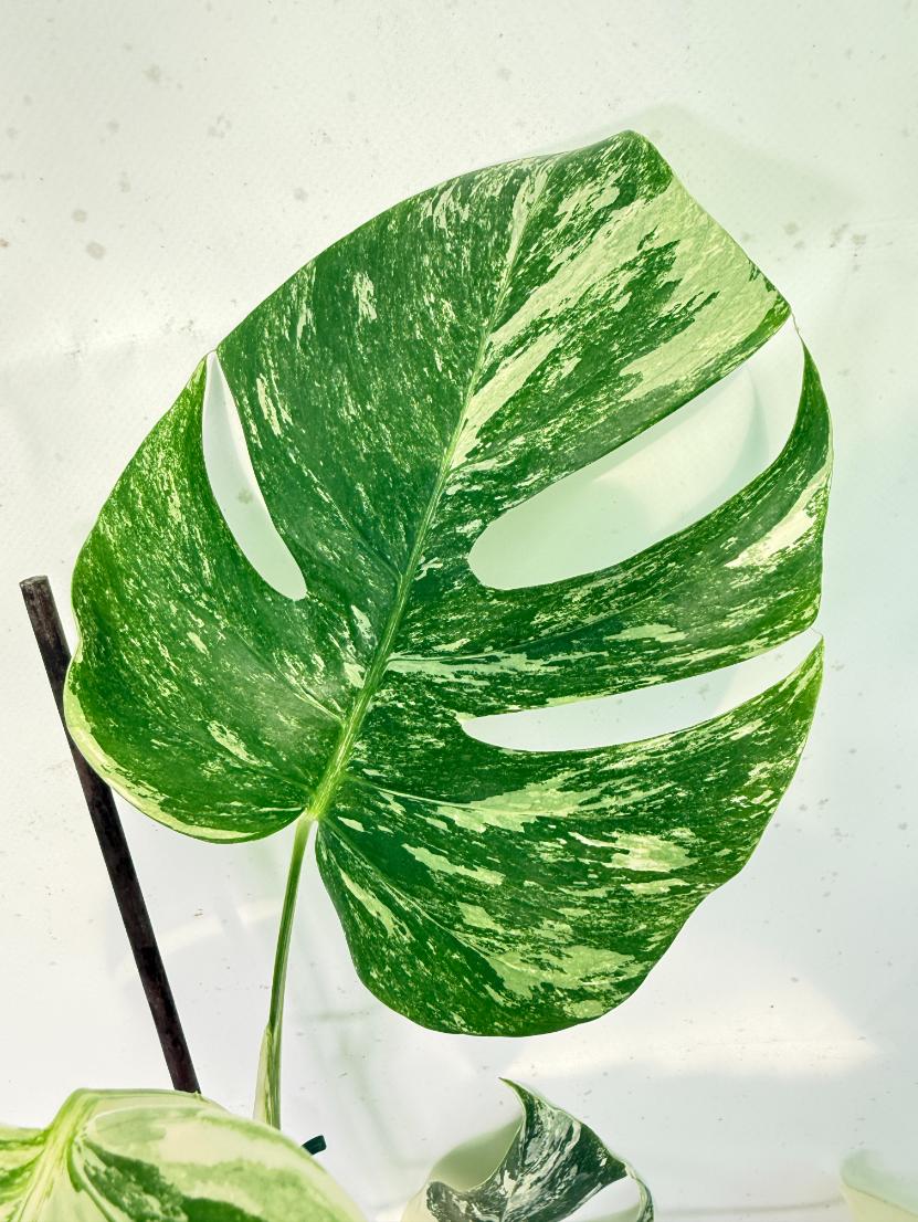 Monstera Albo Variegata XXL 04