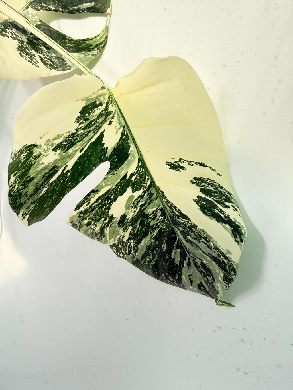 Monstera Albo Variegata XXL 05