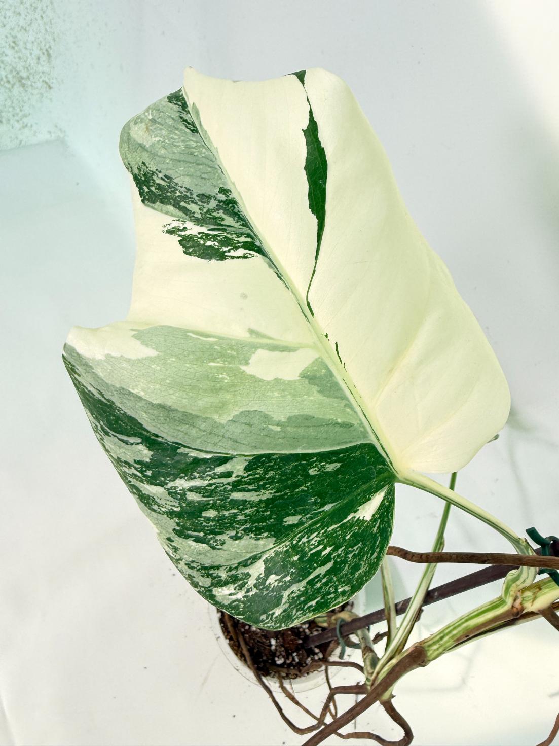Monstera Albo Variegata XXL 06