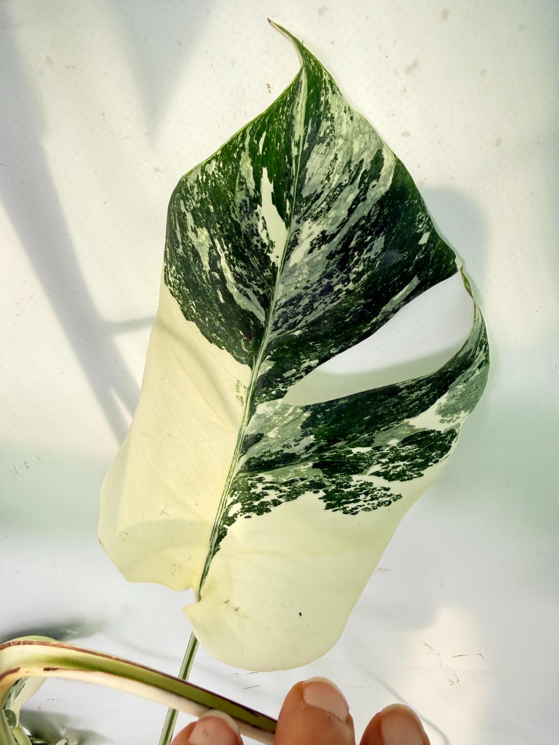Monstera Albo Variegata XXL 07