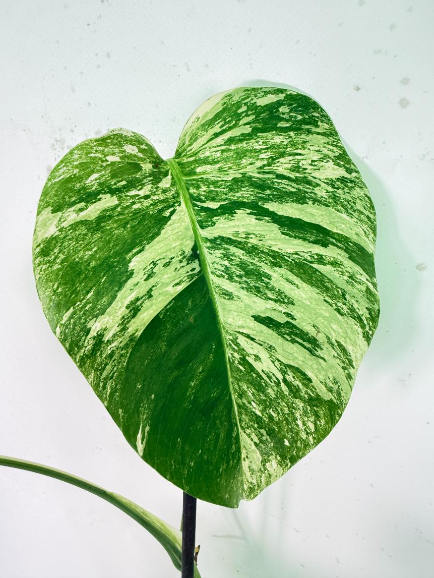 Monstera Albo Variegata XXL 08