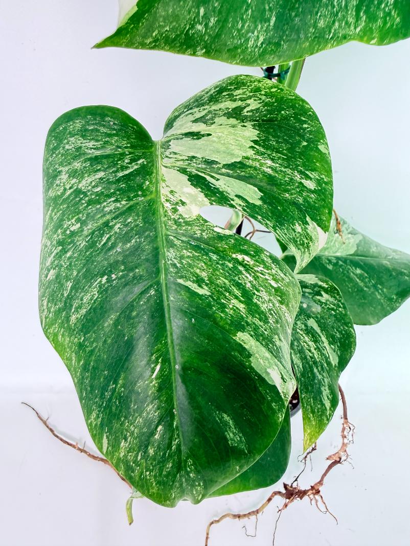 Monstera Albo Variegata XXL 09