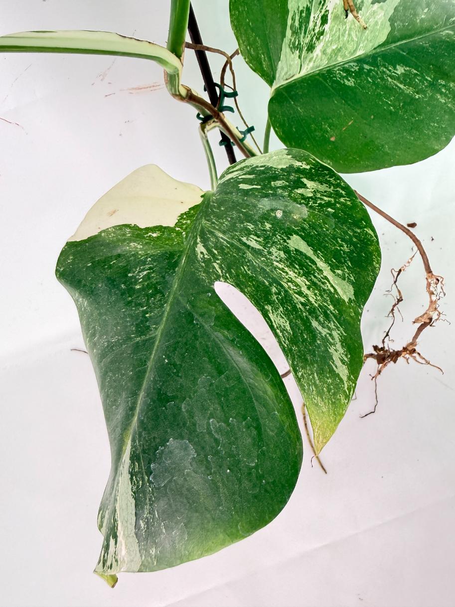 Monstera Albo Variegata XXL 10