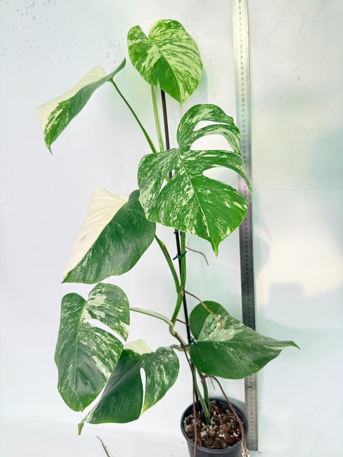 Monstera Albo Variegata XXL 11