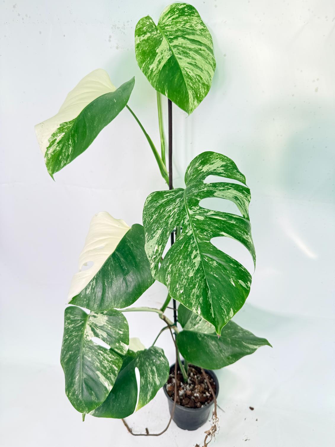 Monstera Albo Variegata XXL 01