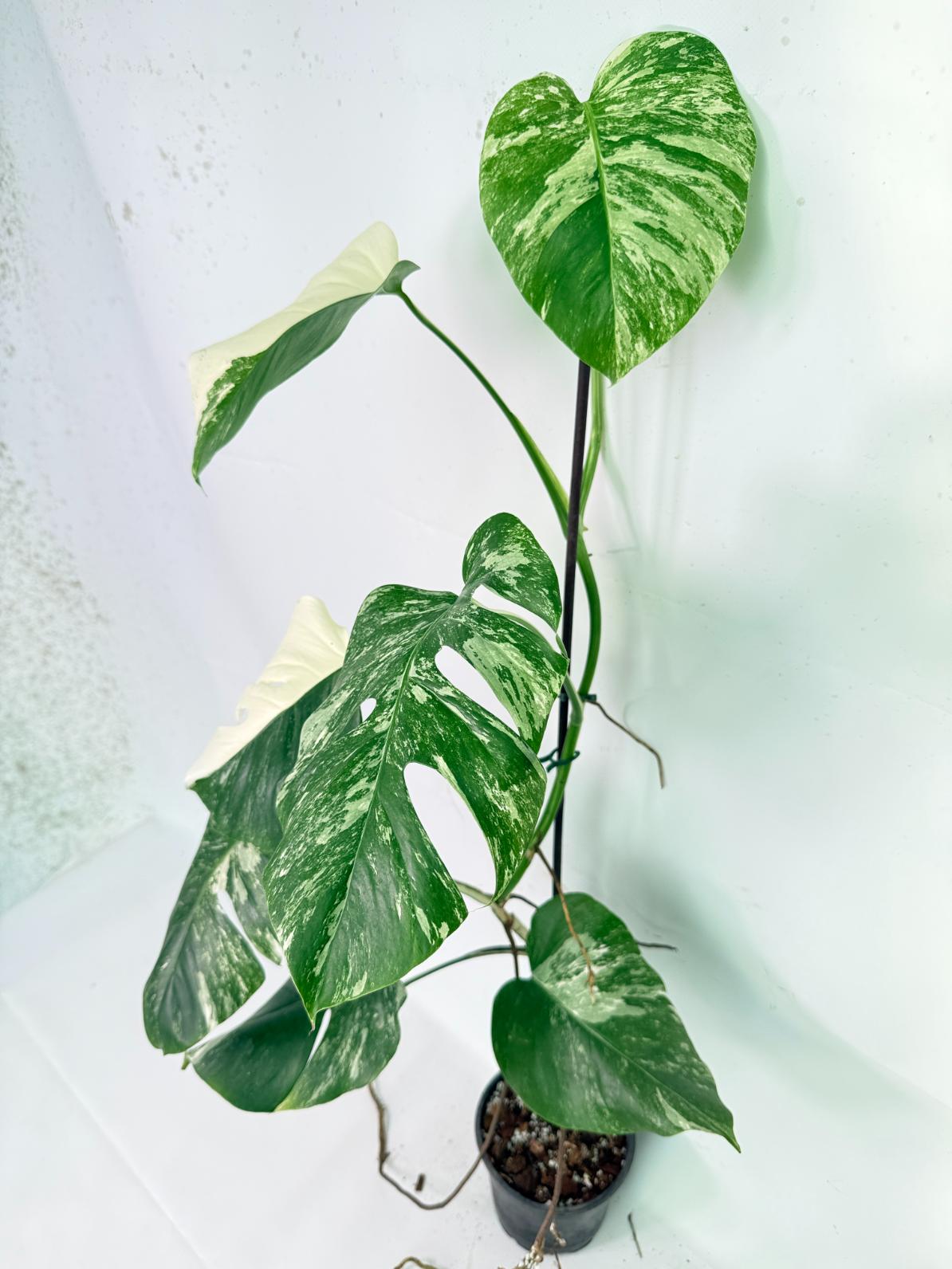 Monstera Albo Variegata XXL 02