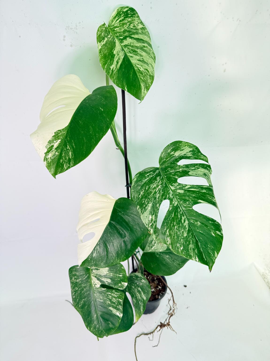 Monstera Albo Variegata XXL 03