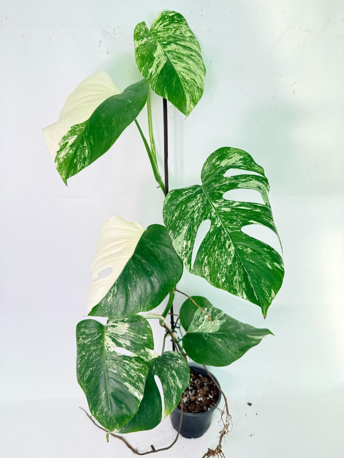 Monstera Albo Variegata XXL 4