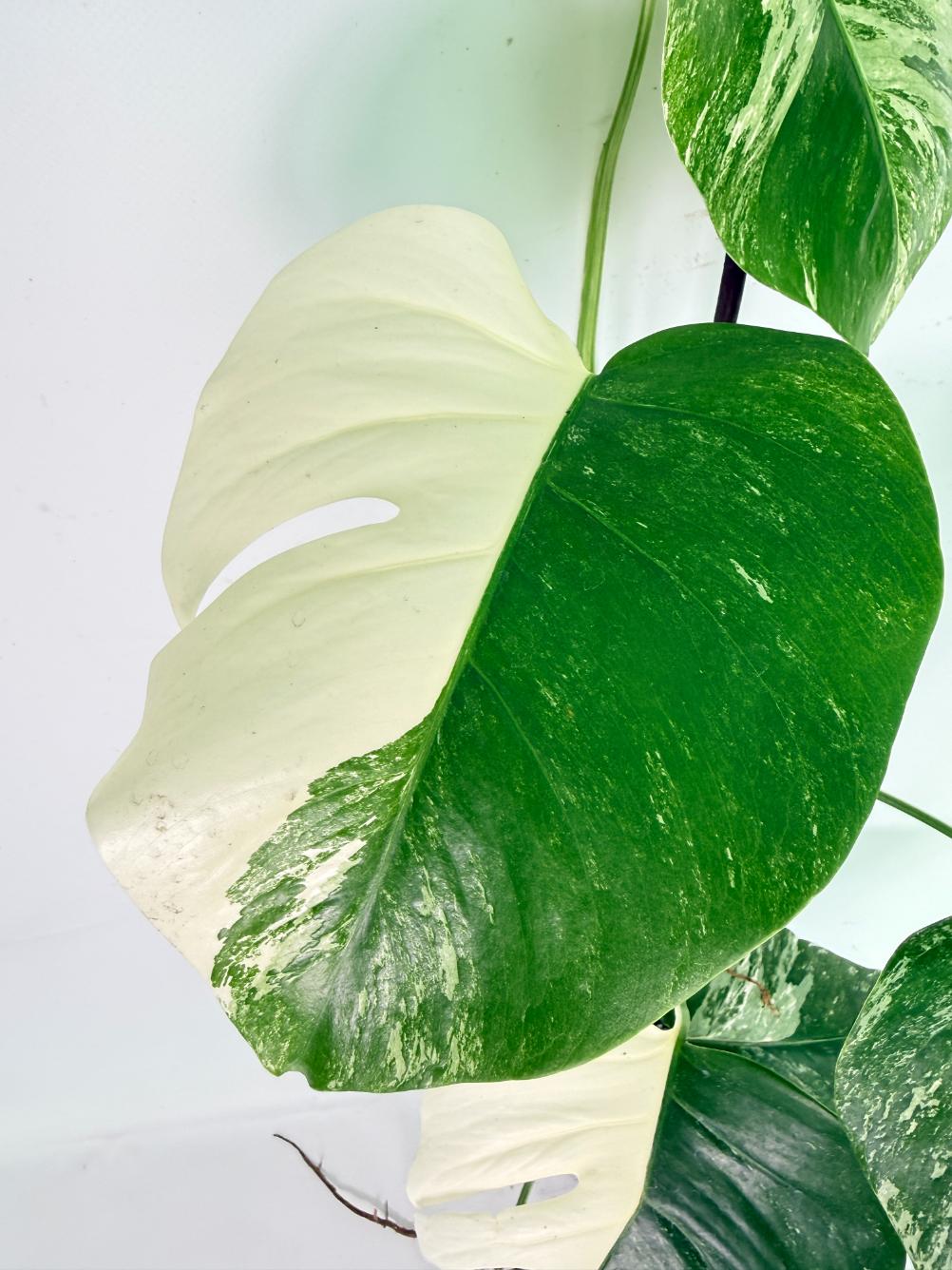 Monstera Albo Variegata XXL 05