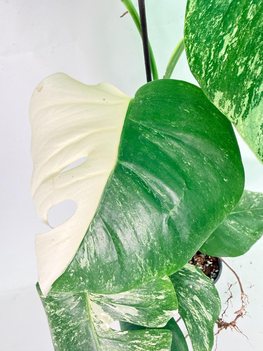 Monstera Albo Variegata XXL 06