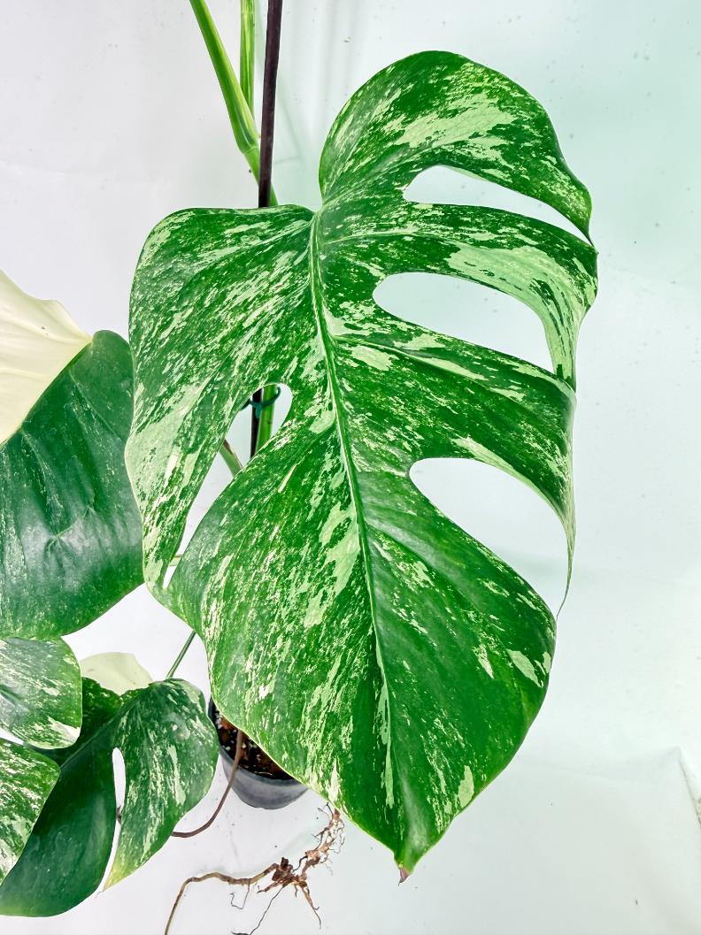 Monstera Albo Variegata XXL 7