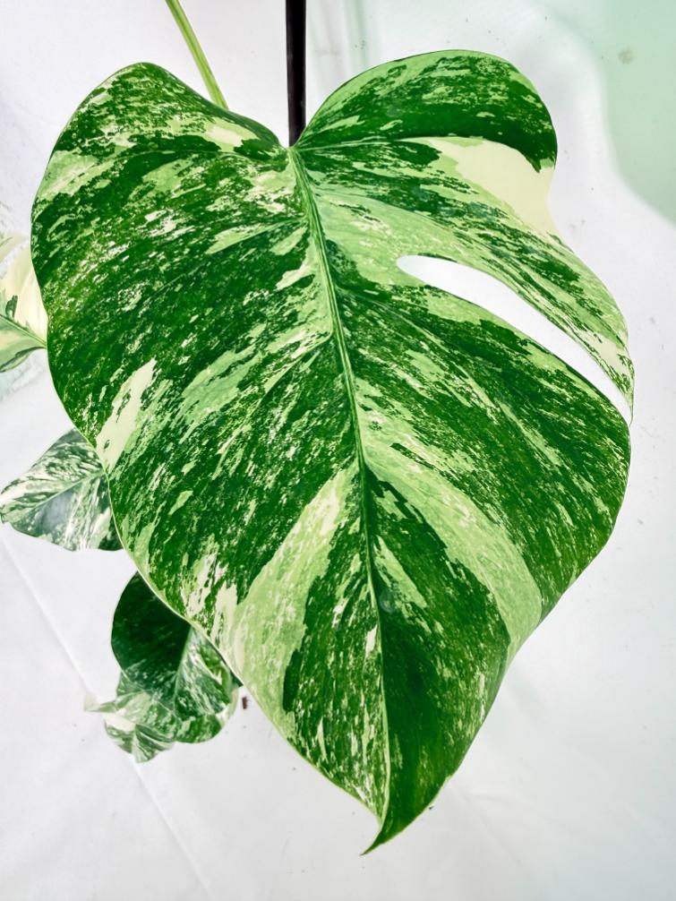 Monstera Albo Variegata XXL 09