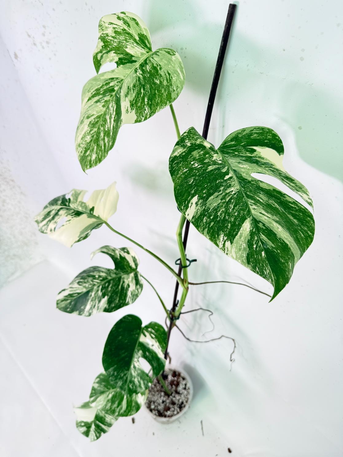Monstera Albo Variegata XXL 02