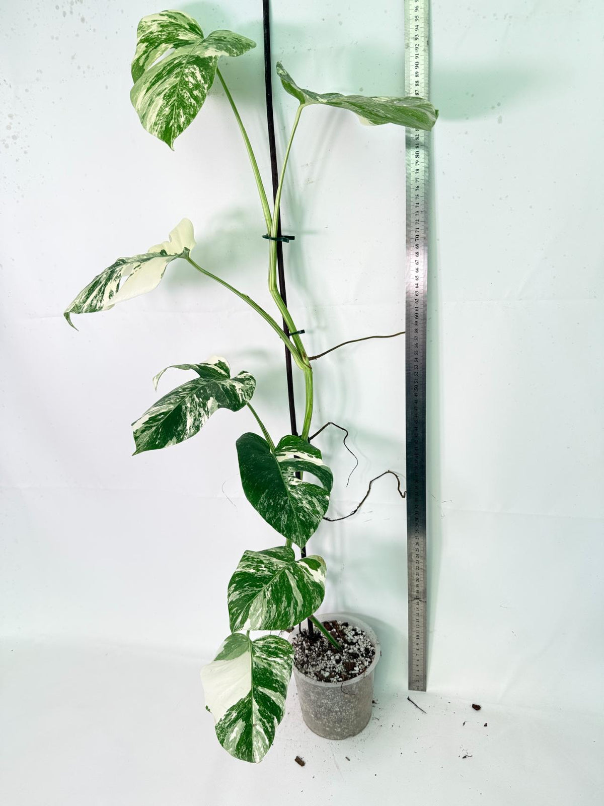 Monstera Albo Variegata XXL 10