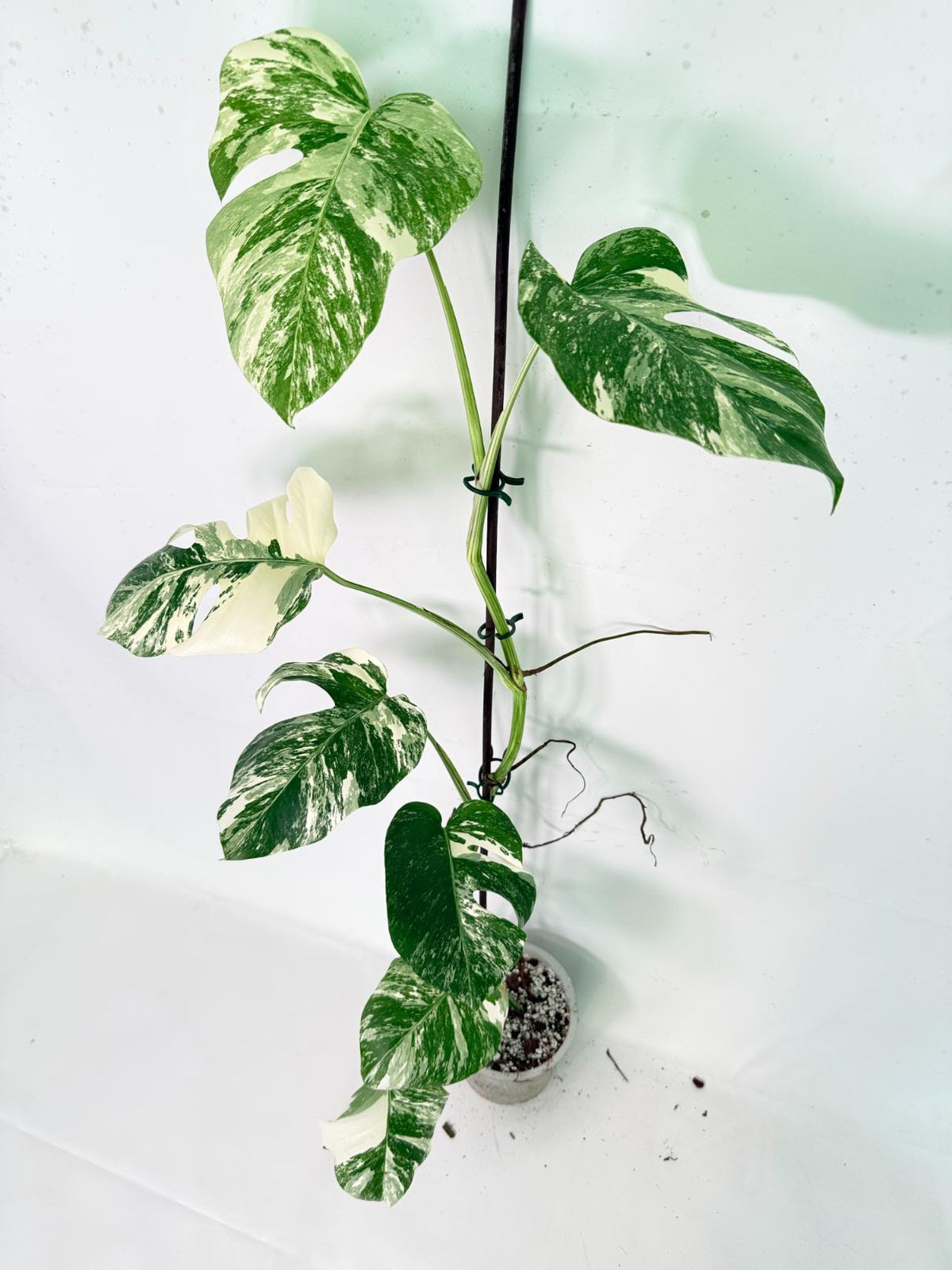 Monstera Albo Variegata XXL 03