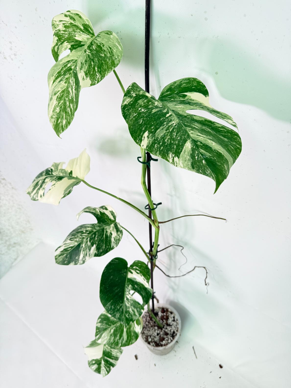Monstera Albo Variegata XXL 04