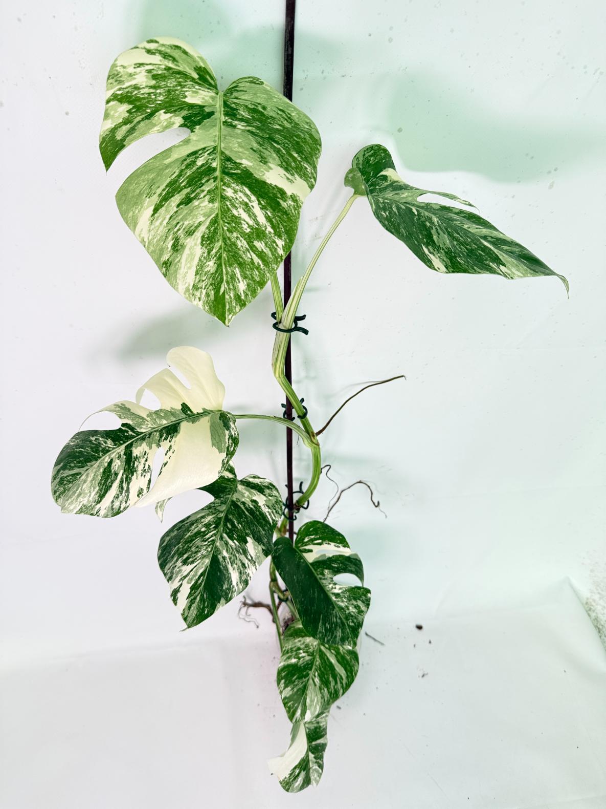 Monstera Albo Variegata XXL 01
