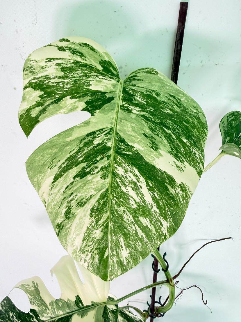 Monstera Albo Variegata XXL 05