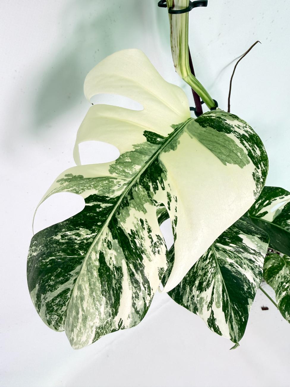Monstera Albo Variegata XXL 06