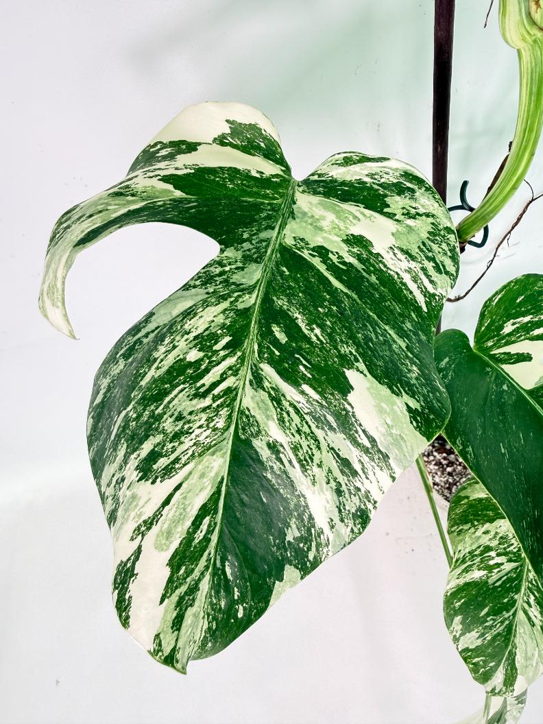 Monstera Albo Variegata XXL 07