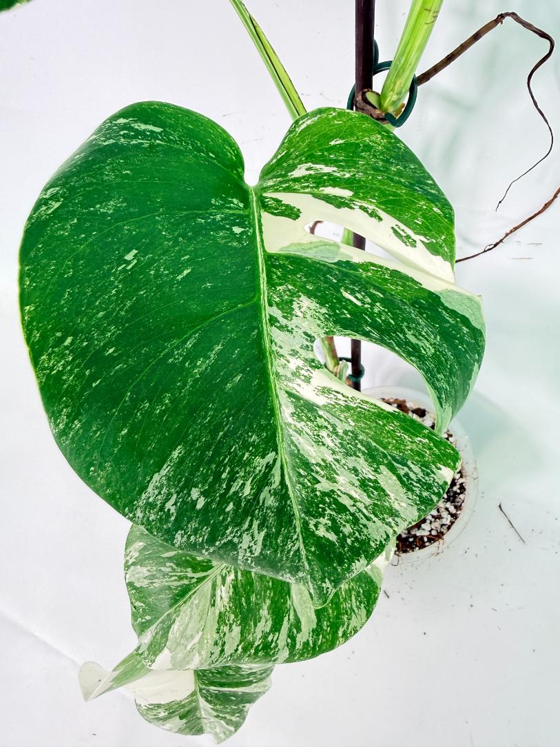 Monstera Albo Variegata XXL 08