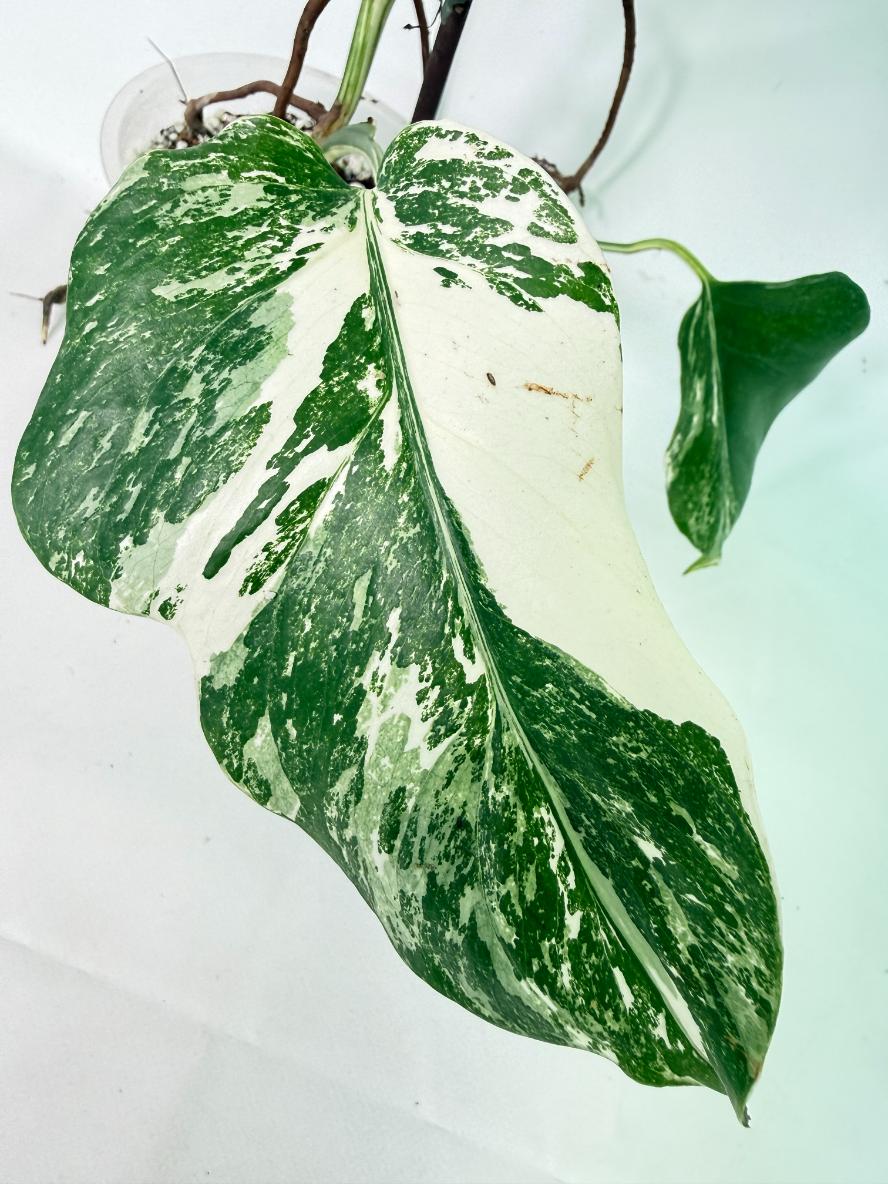 Monstera Albo Variegata XXL 08