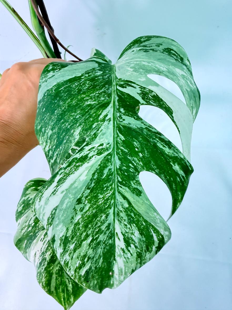 Monstera Albo Variegata XXL 08