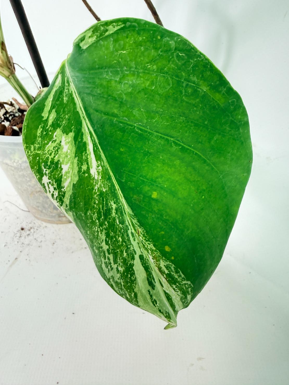 Monstera Albo Variegata XXL 09
