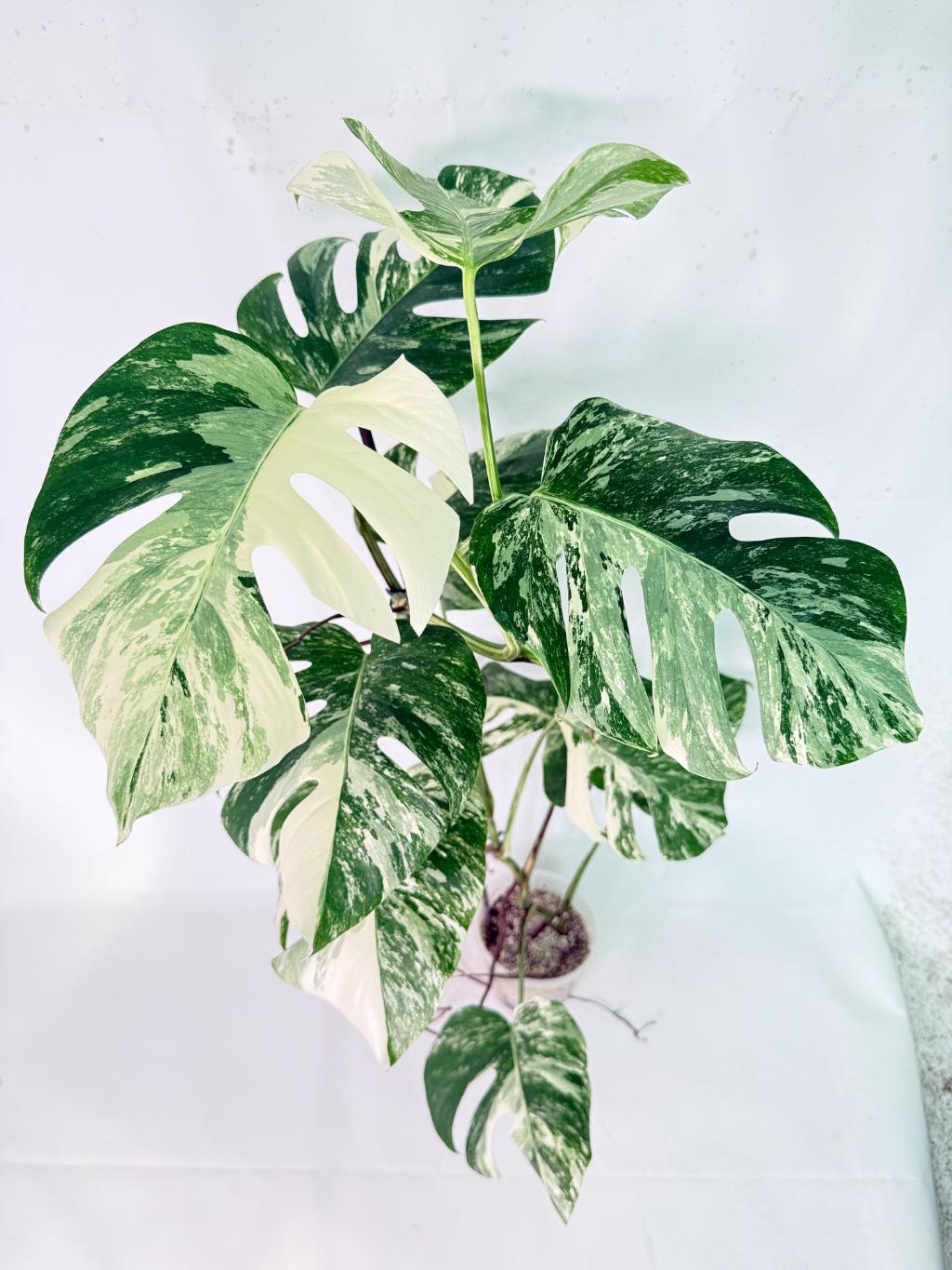 Monstera Albo Variegata XXL 09