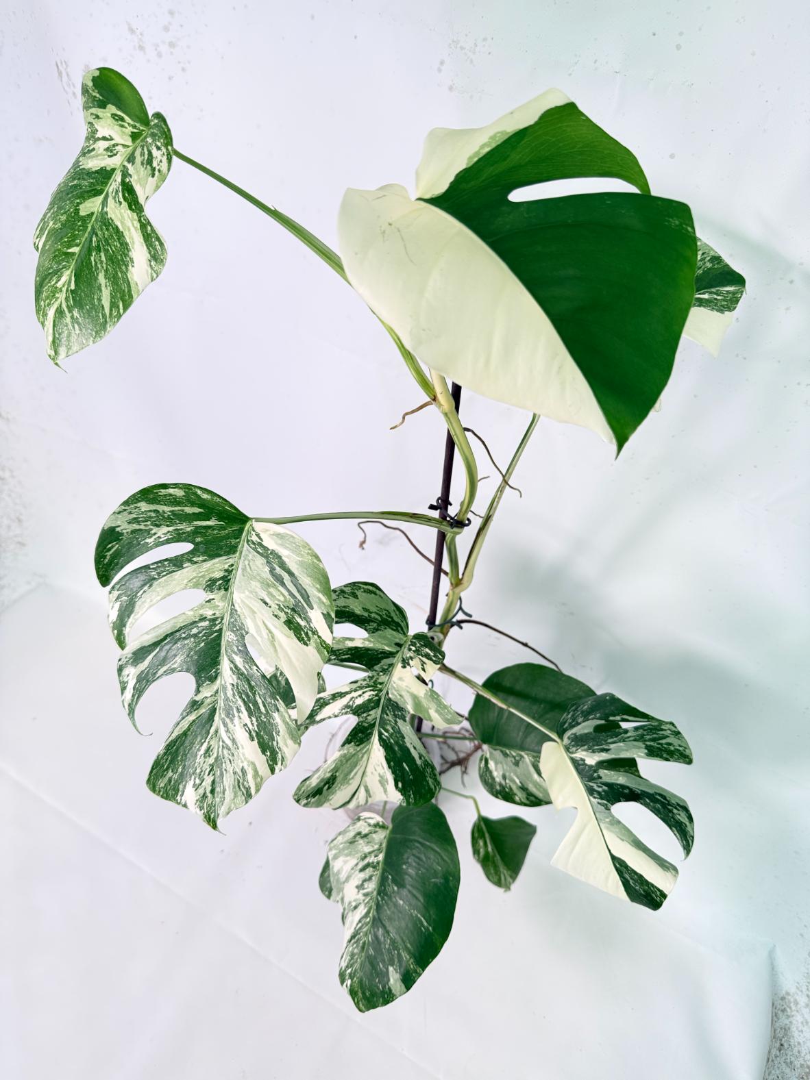 Monstera Albo Variegata XXL 10