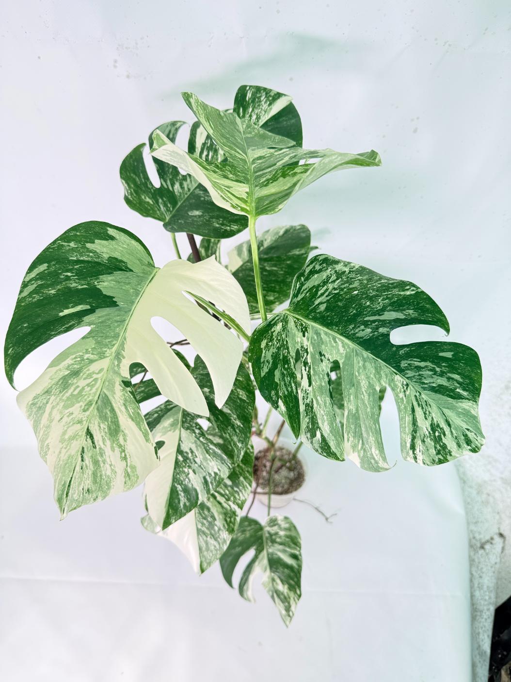 Monstera Albo Variegata XXL 10