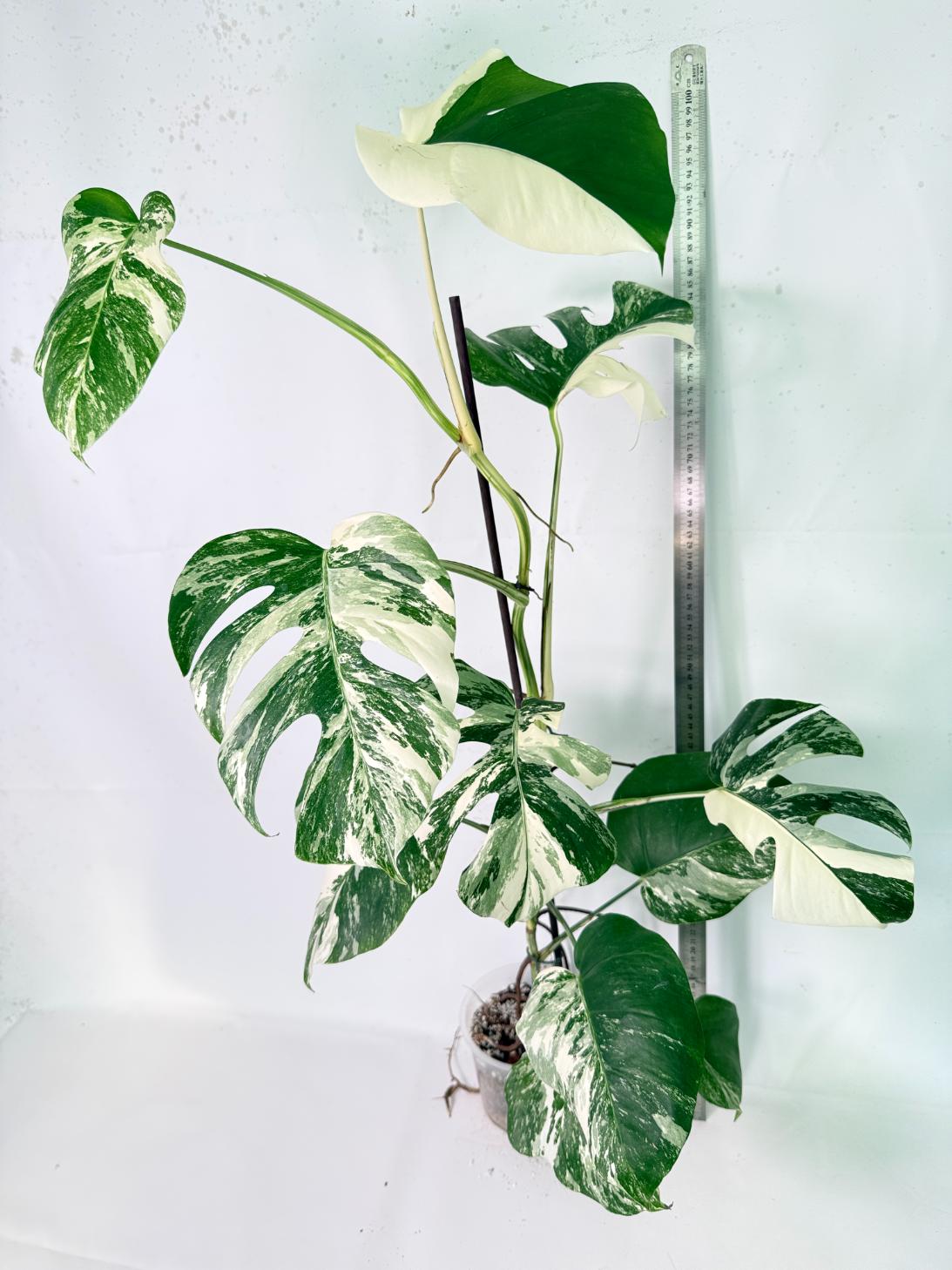 Monstera Albo Variegata XXL 11