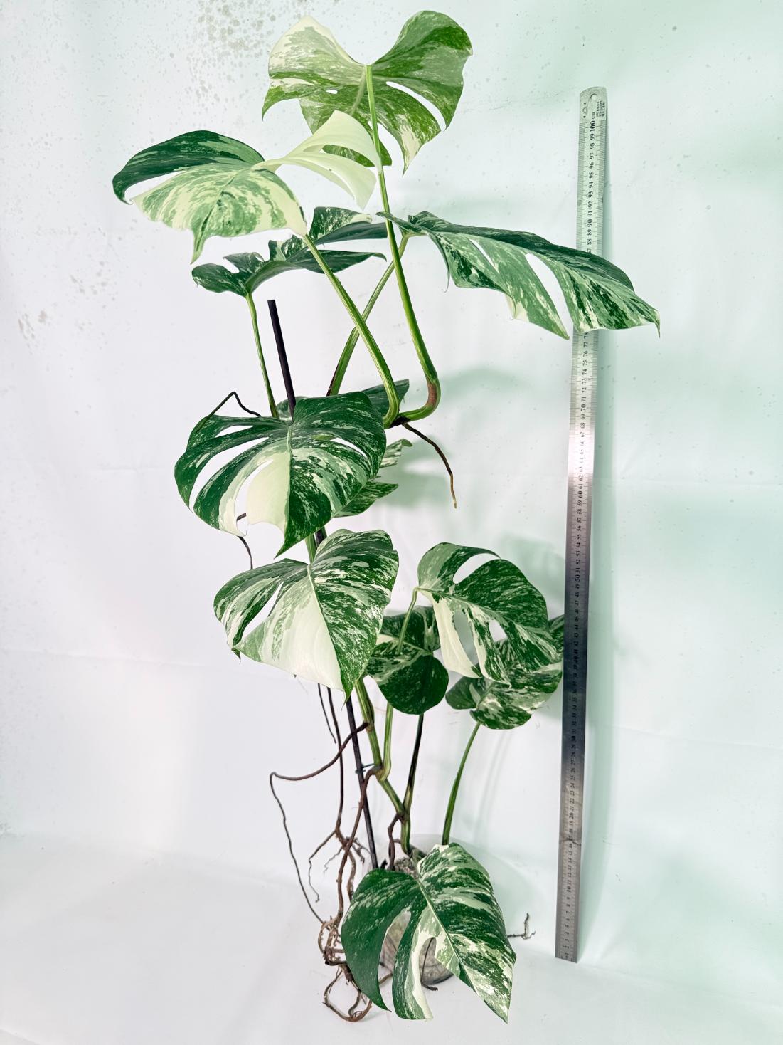 Monstera Albo Variegata XXL 11