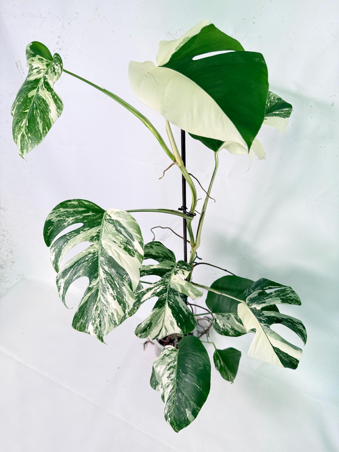 Monstera Albo Variegata XXL 02