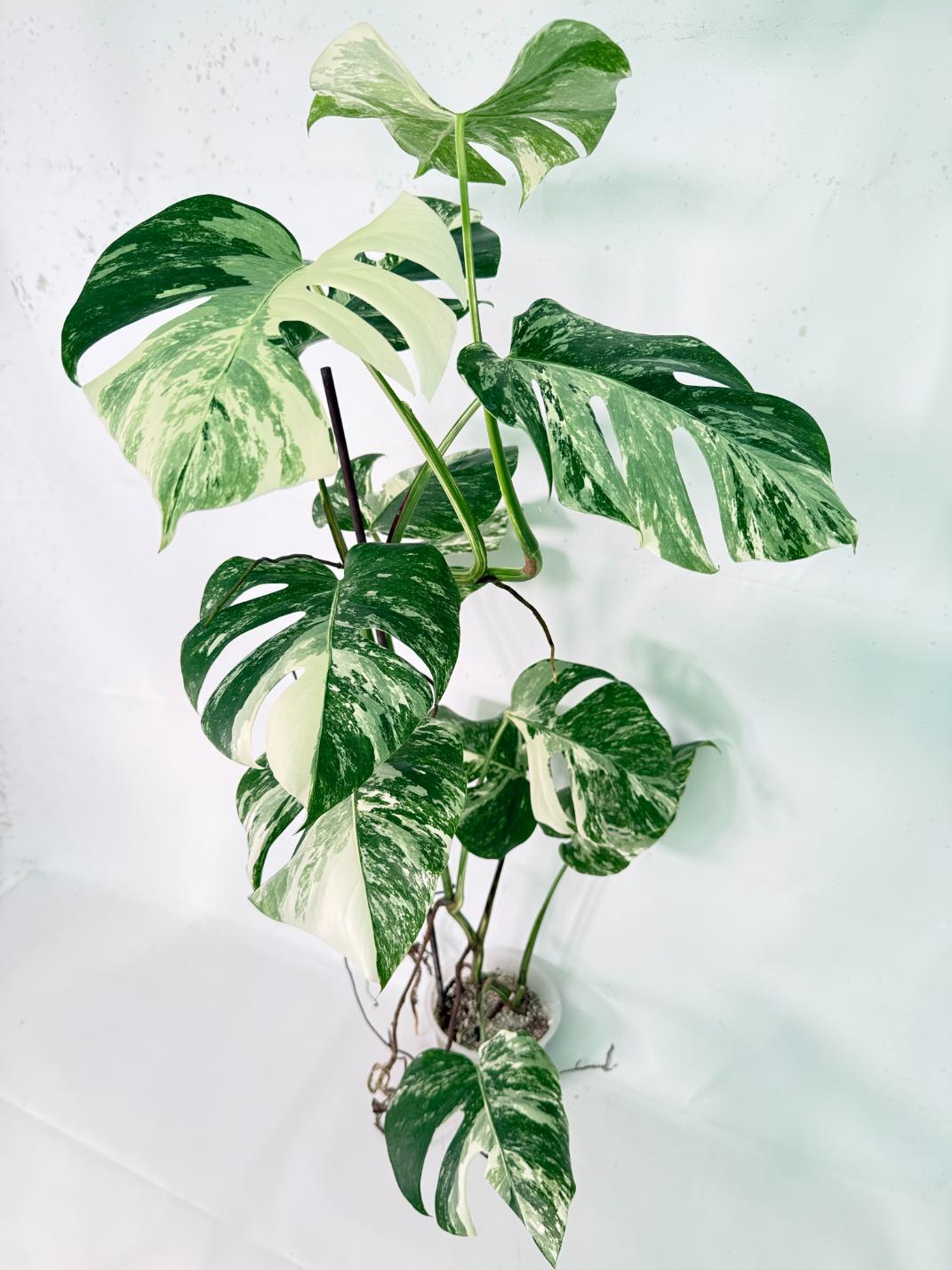 Monstera Albo Variegata XXL 01