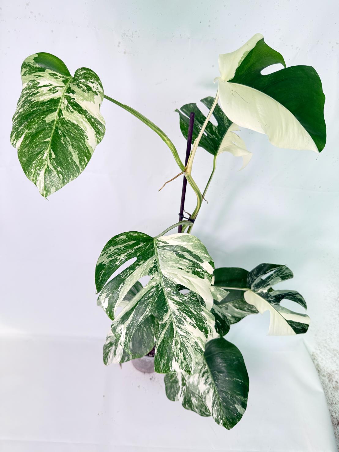Monstera Albo Variegata XXL 01