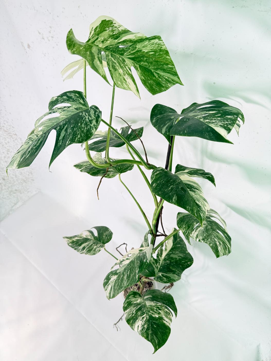 Monstera Albo Variegata XXL 02