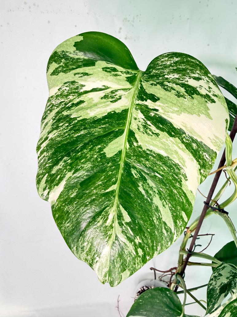 Monstera Albo Variegata XXL 03