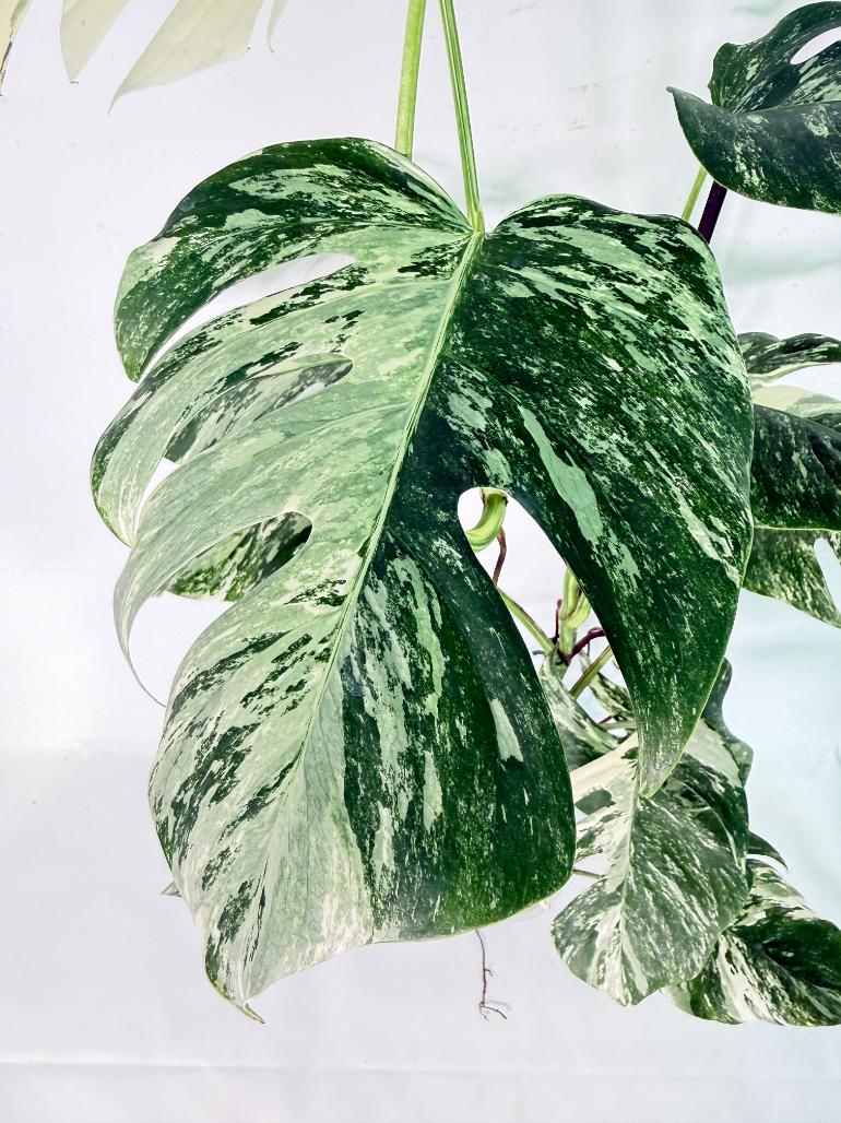 Monstera Albo Variegata XXL 03