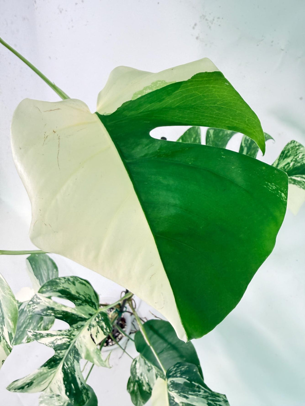 Monstera Albo Variegata XXL 04