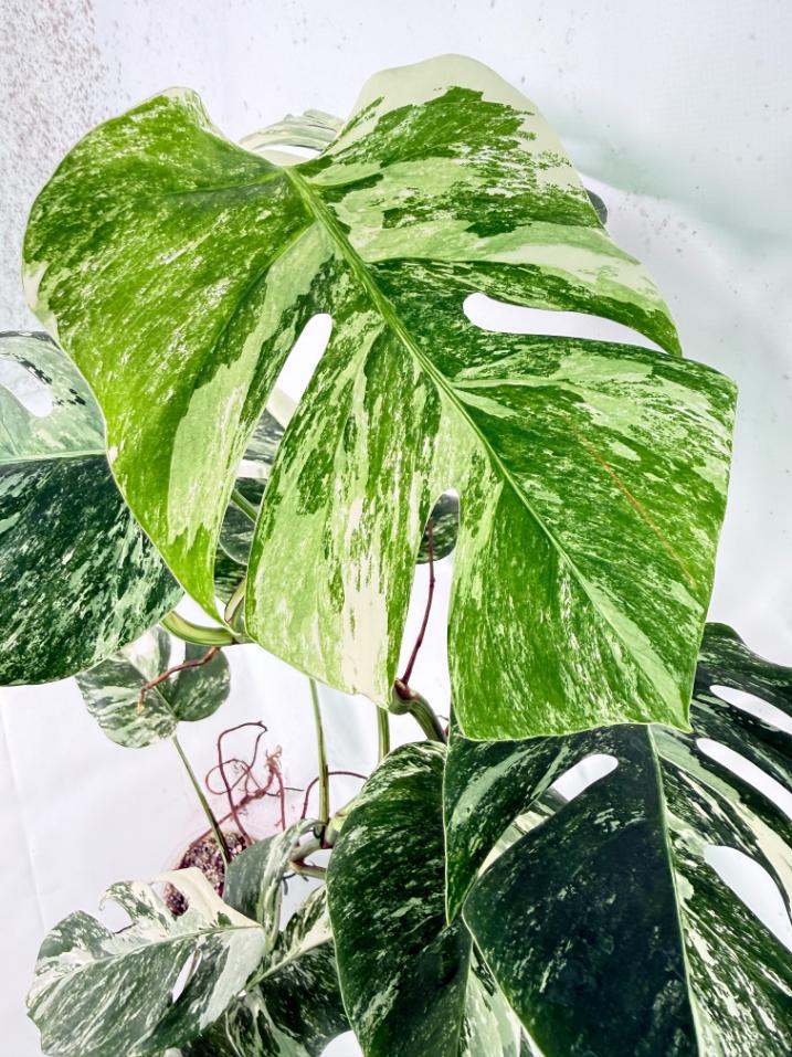 Monstera Albo Variegata XXL 04