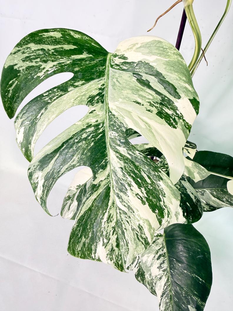 Monstera Albo Variegata XXL 05