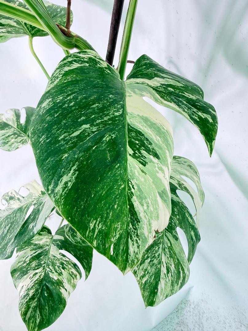 Monstera Albo Variegata XXL 05