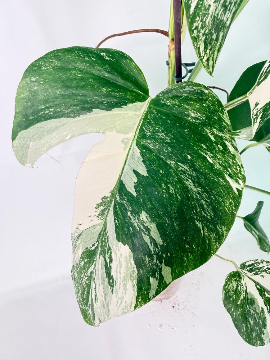 Monstera Albo Variegata XXL 06