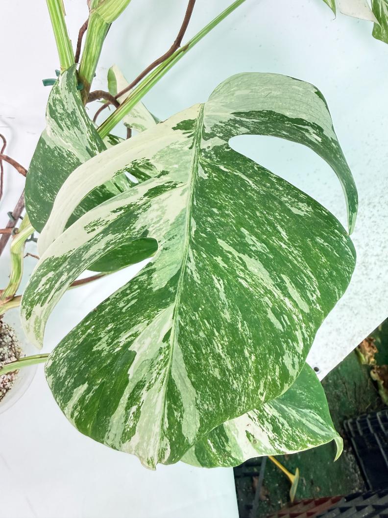 Monstera Albo Variegata XXL 06