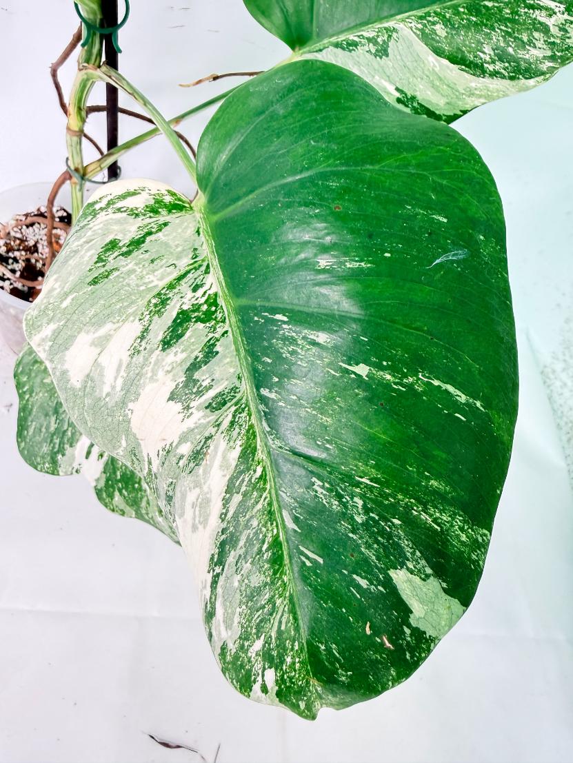 Monstera Albo Variegata XXL 07