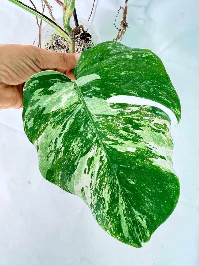 Monstera Albo Variegata XXL 07