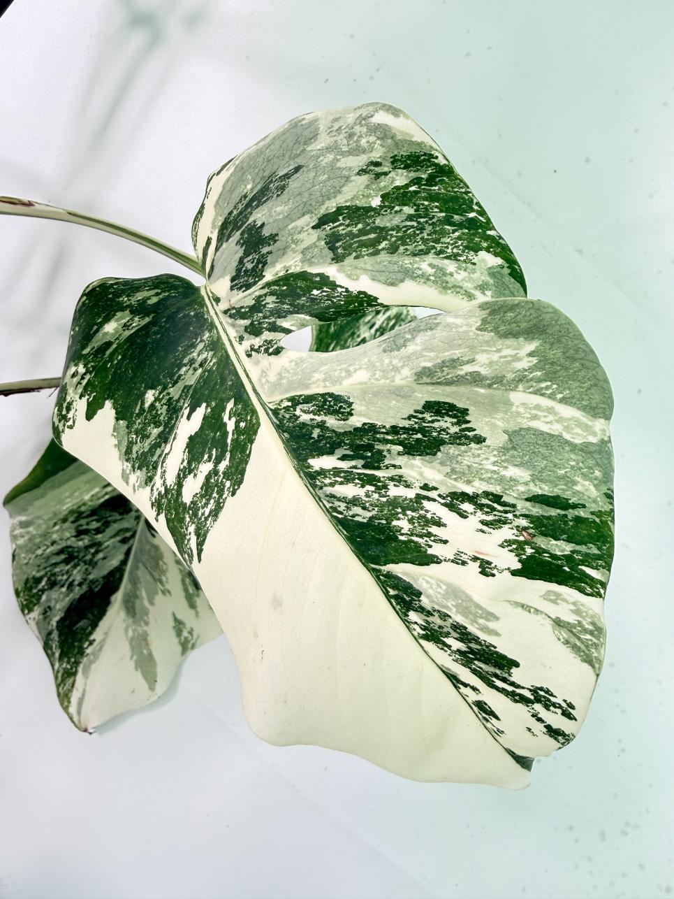 Monstera Albo Variegata XXL 07
