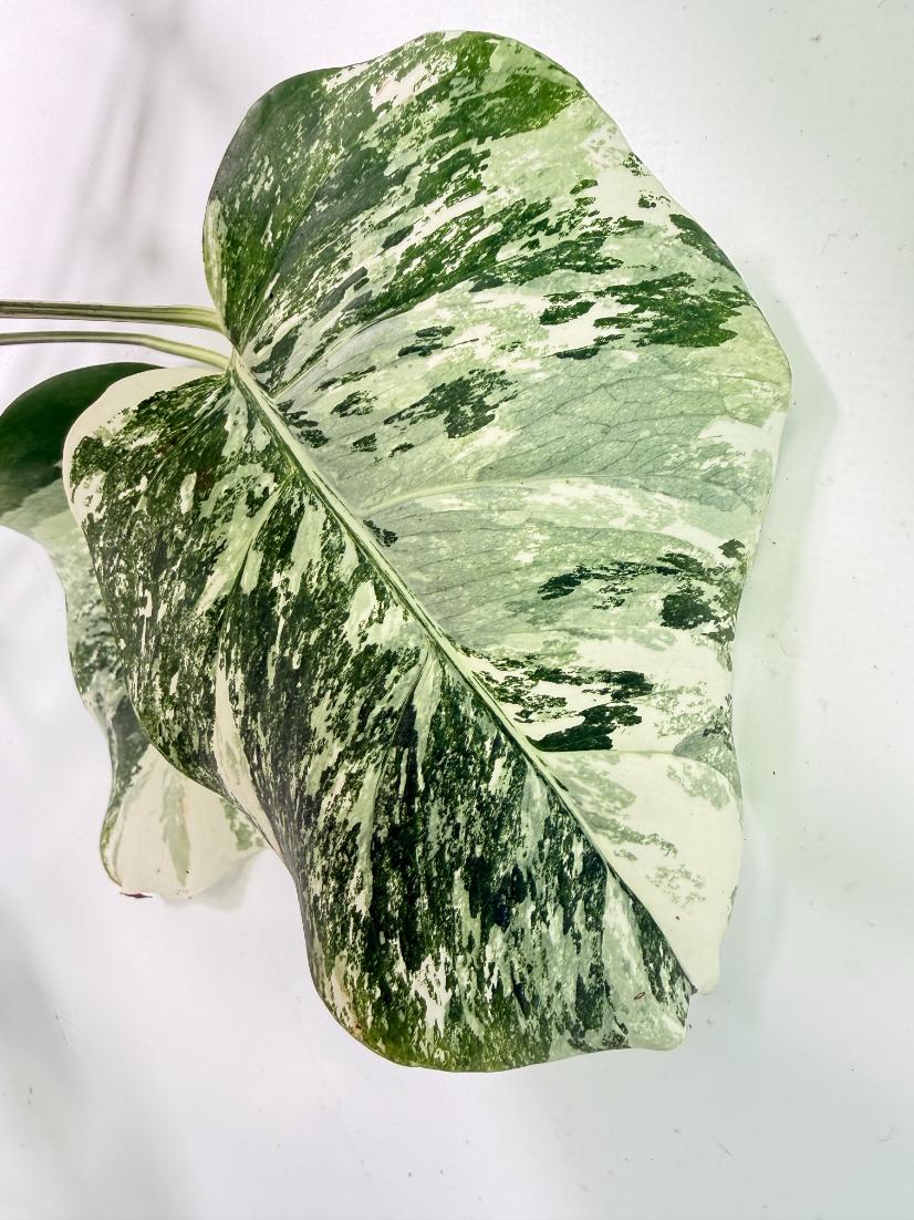 Monstera Albo Variegata XXL 08