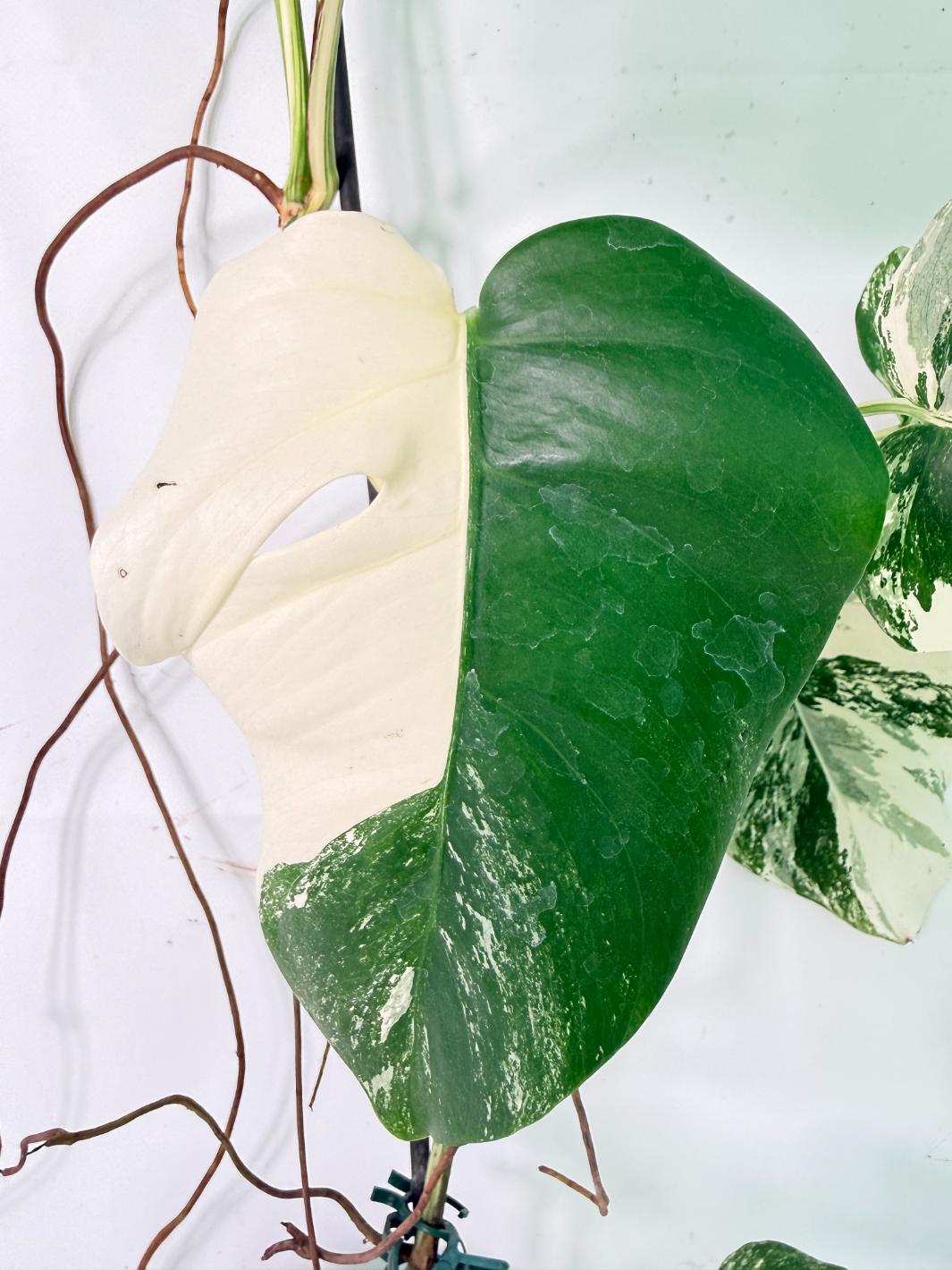 Monstera Albo Variegata XXL 09